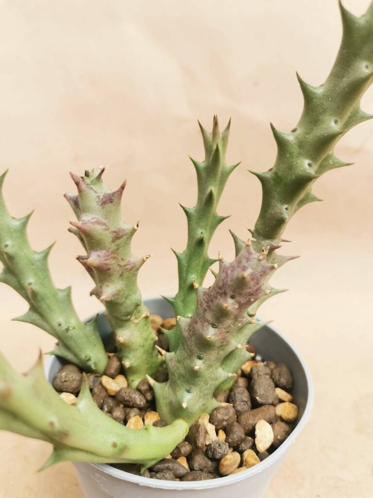 Orbea Halipedicola