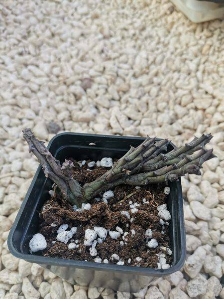 Orbeanthus Hardyi