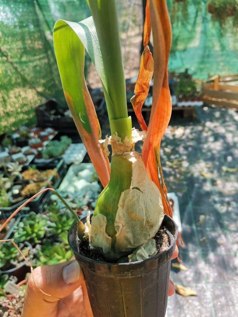 Ornithogalum Caudatum