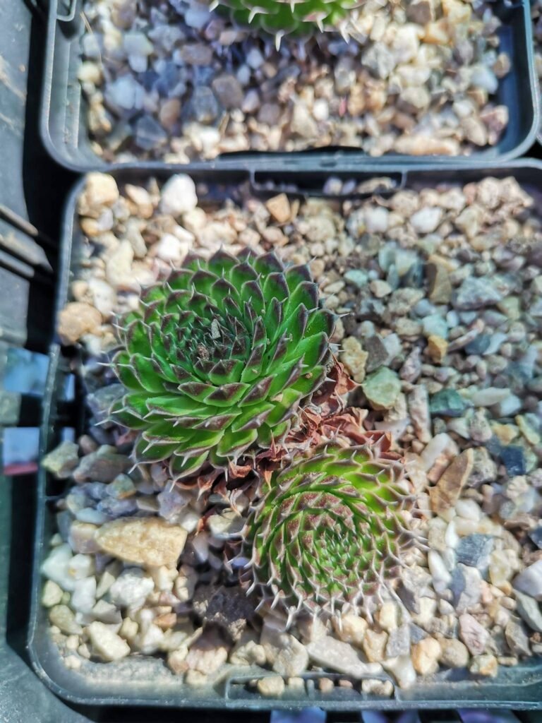 Orostachys Fimbriata
