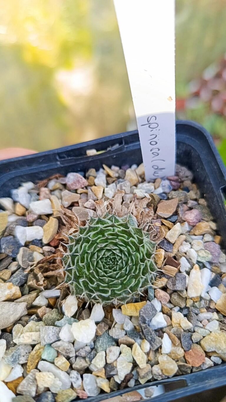 Orostachys Spinosa