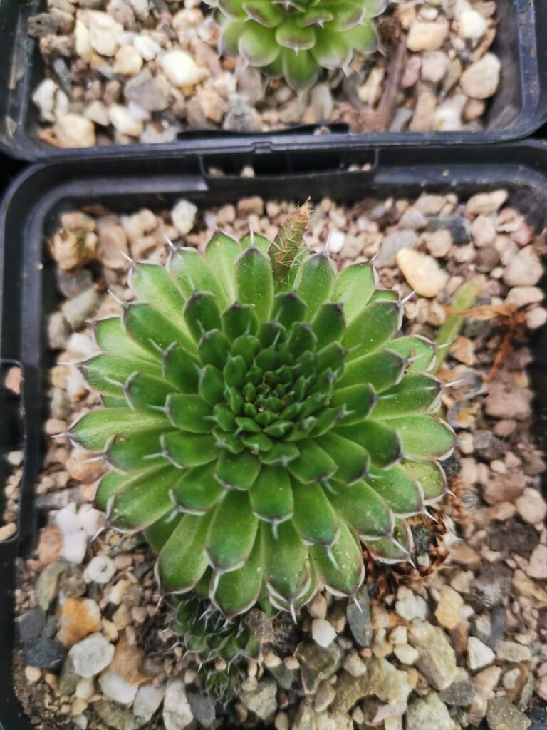 Orostachys Spinosa cv Brunirossato