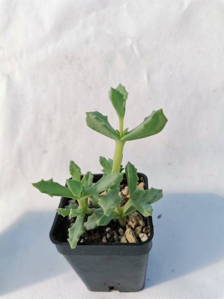 Oscularia Deltoides