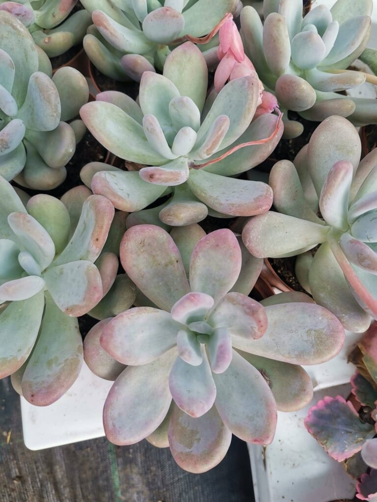 Pachyphytum Bracteosum