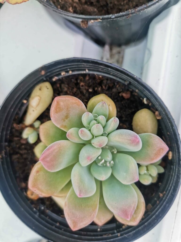 Pachyphytum “Cutie Angel” Korean