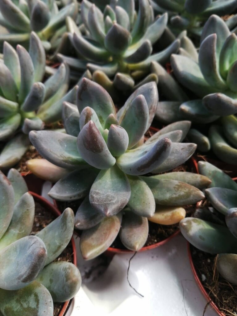 Pachyphytum Dark Red