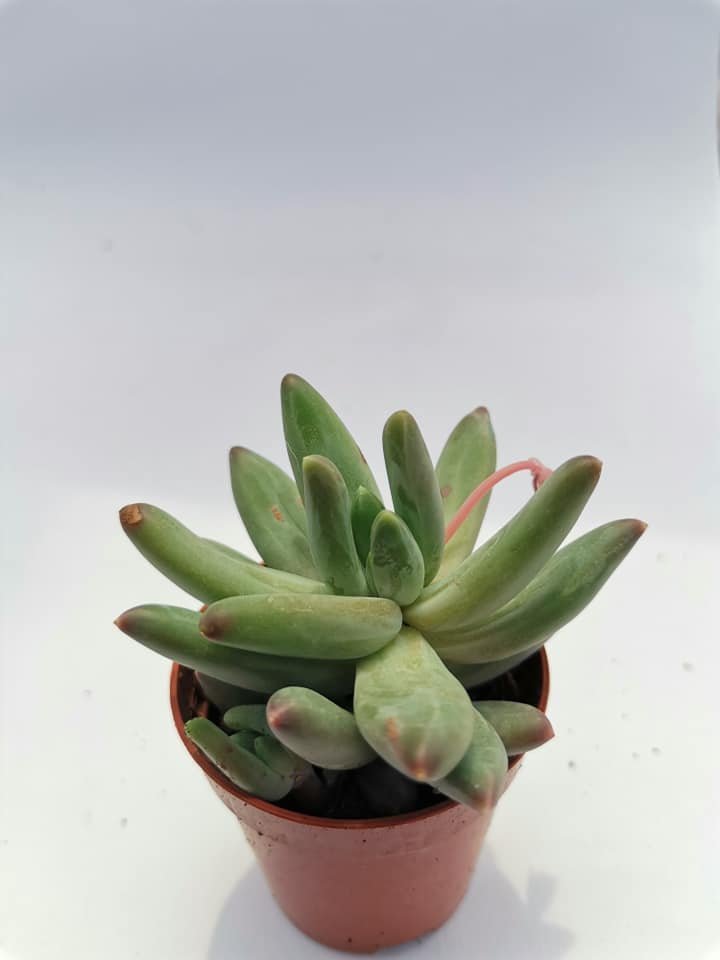 Pachyphytum Hookerii
