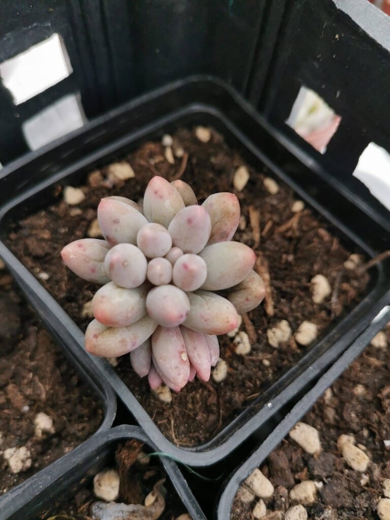 Pachyphytum Rzedowskii o Machucae