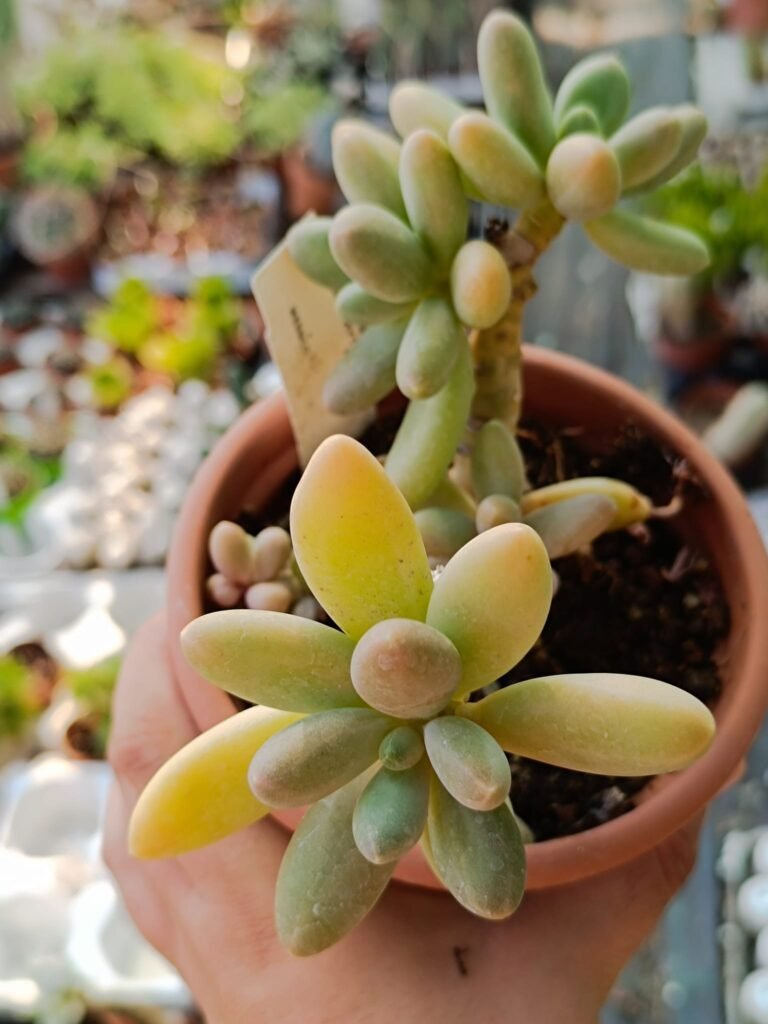 Pachyphytum Viride