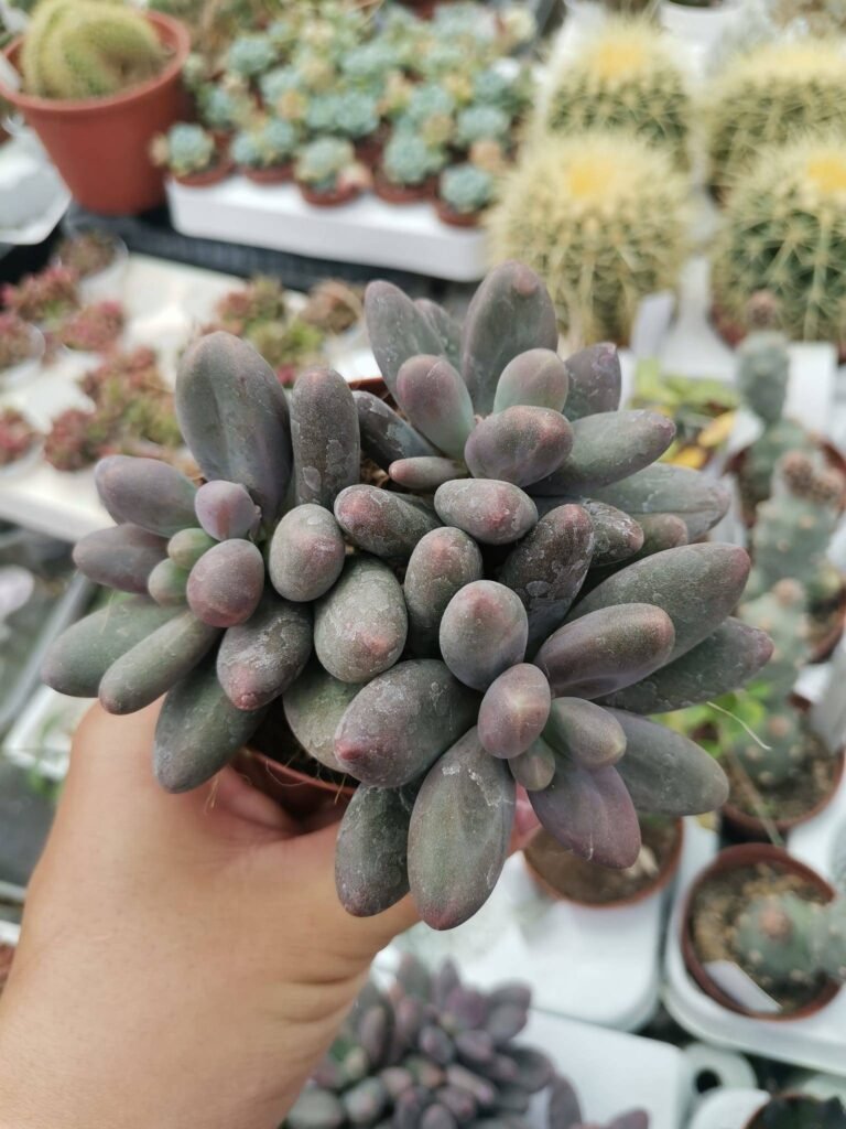 Pachyphytum Captain Jessop