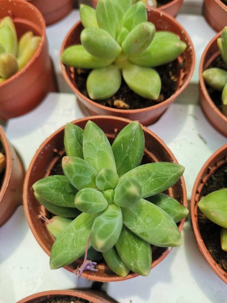 Pachyphytum Compactum