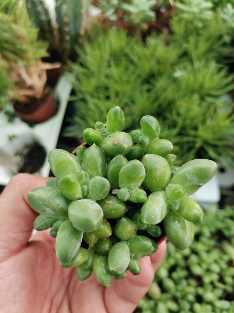 Pachyphytum Compactum Crestata