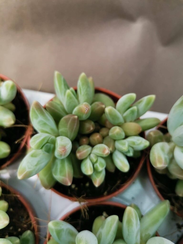 Pachyphytum Compactum x Echeveria Colorata