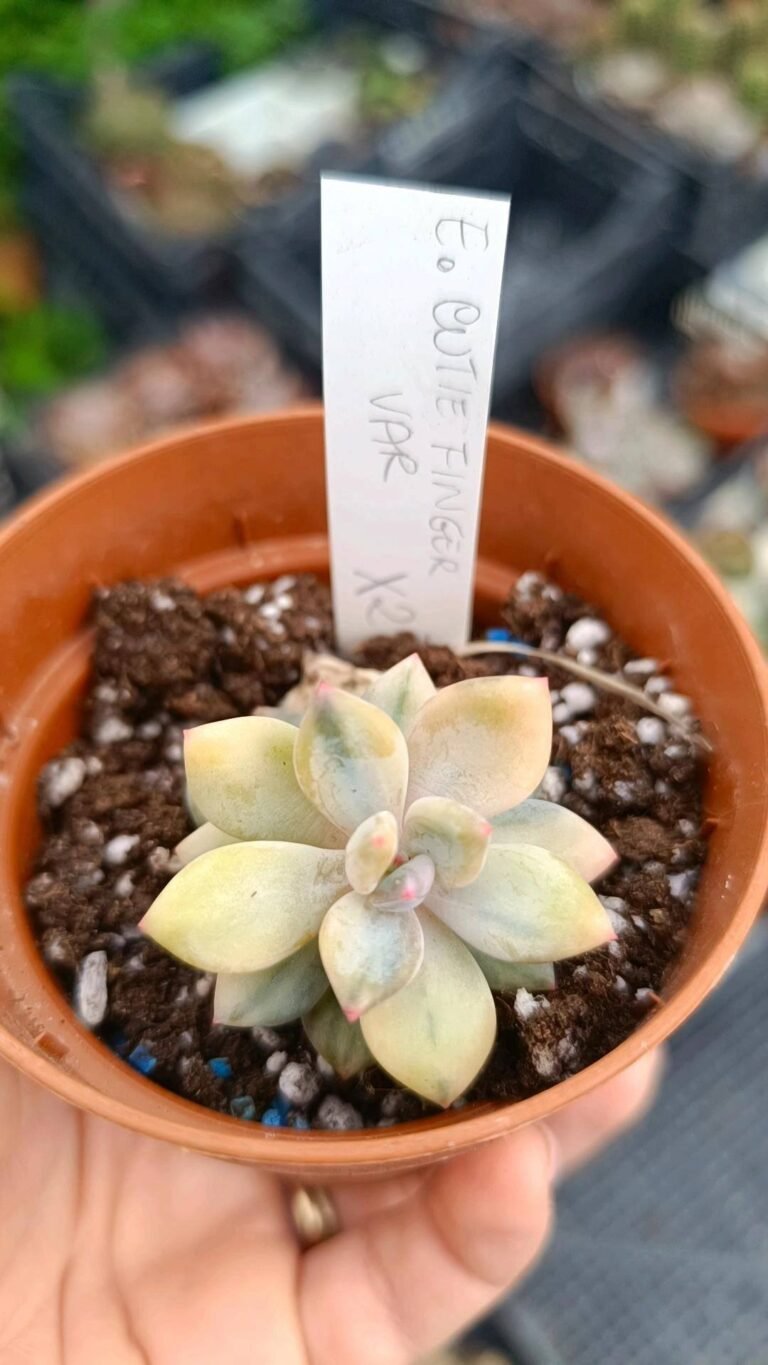 Pachyphytum cutie finger Variegata korean