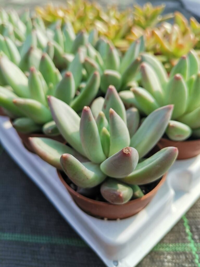 Pachyphytum Longifolium