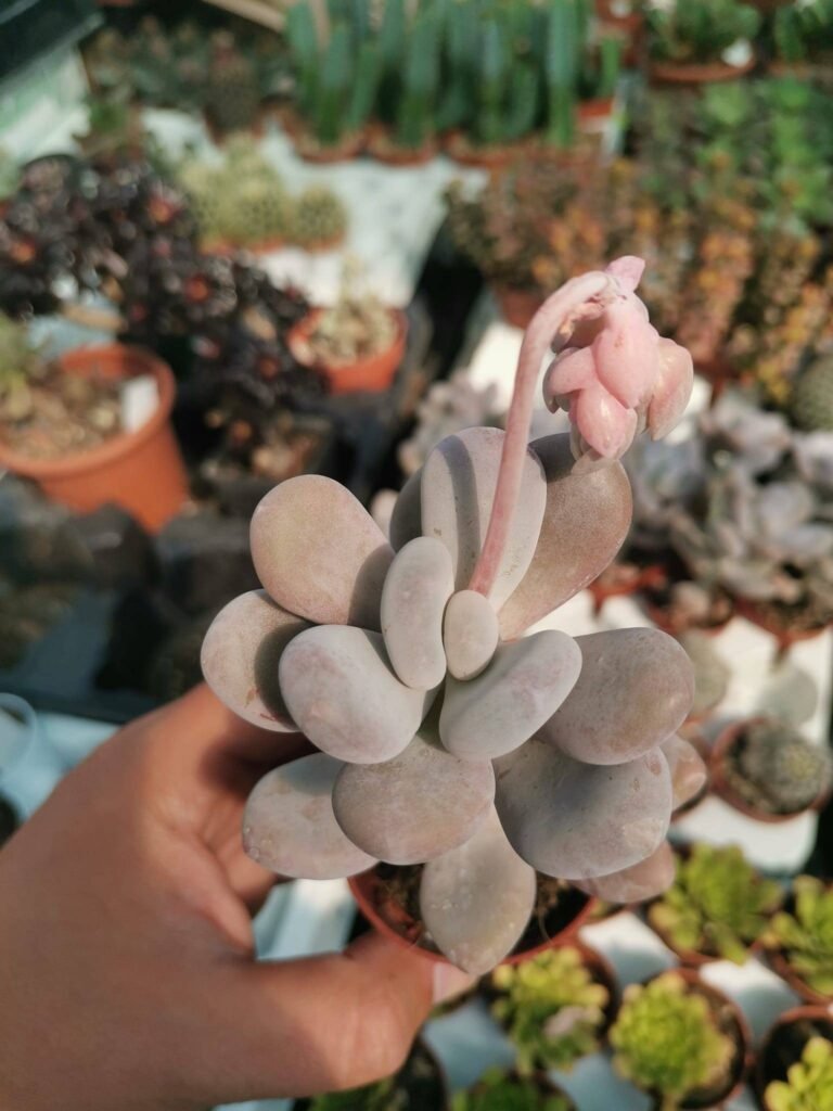 Pachyphytum Oviferum