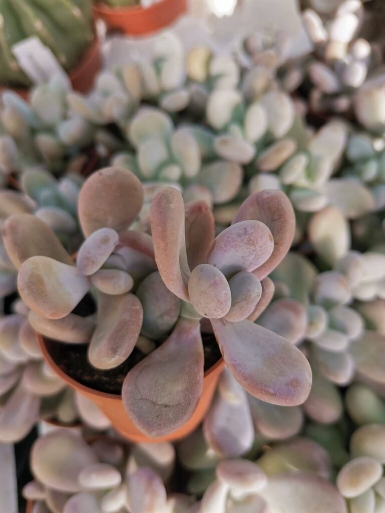 Pachyphytum Oviferum Pink