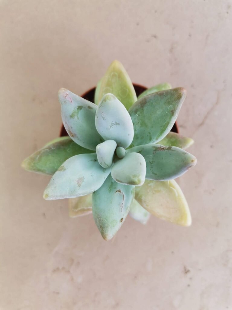 Pachyphytum Werdermannii