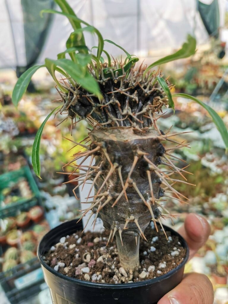 Pachypodium Lamerei Crestata innestata