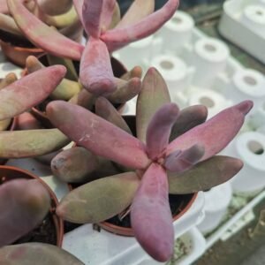 Pachysedum Guanzhou