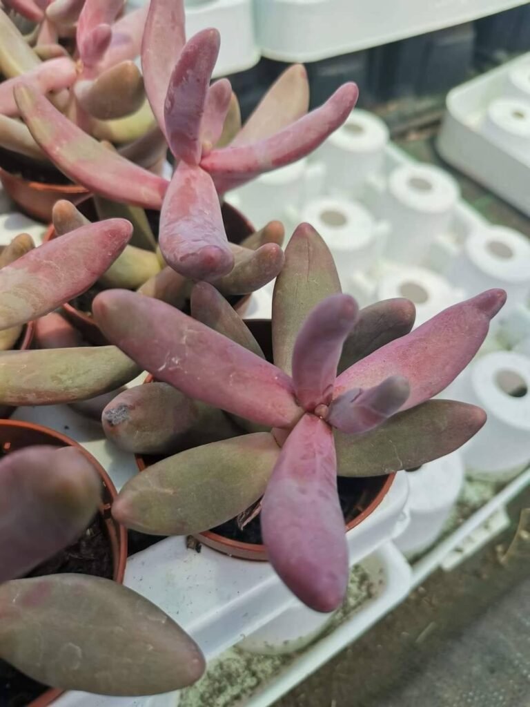 Pachysedum Guanzhou