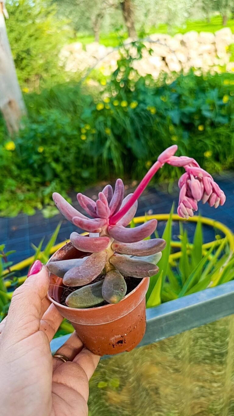Pachysedum Guanzhou
