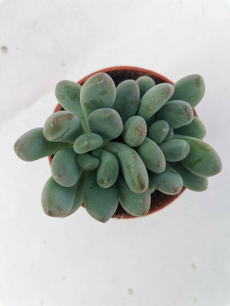 Pachyveria Clavifolia