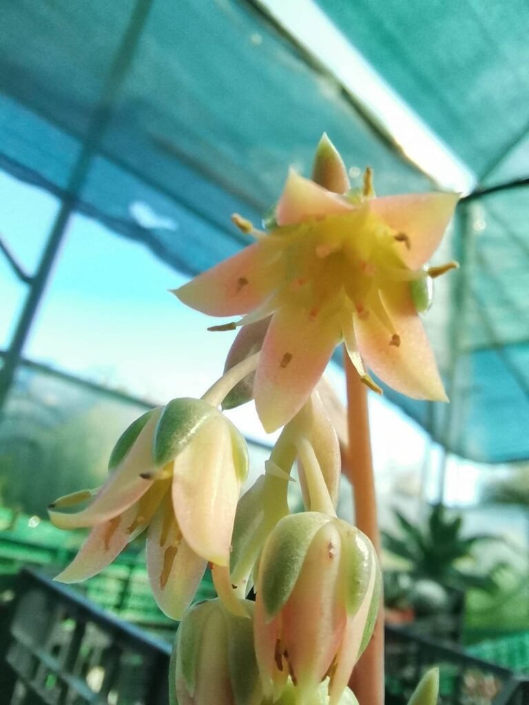Pachyveria Corvus