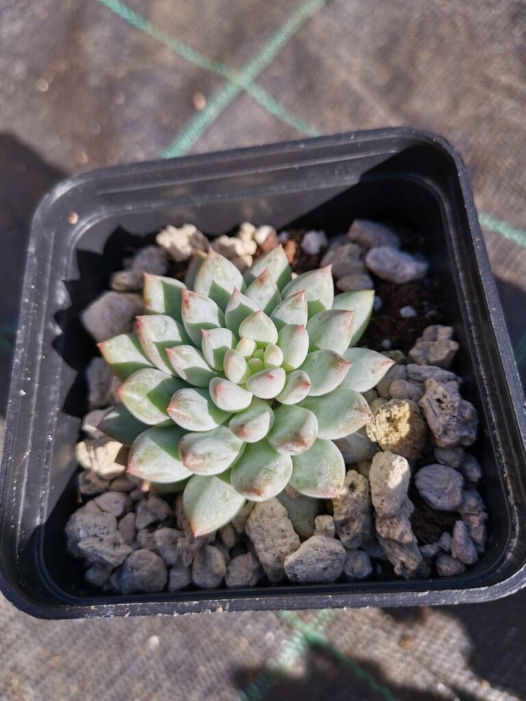 Pachyveria Crown Ball Korean