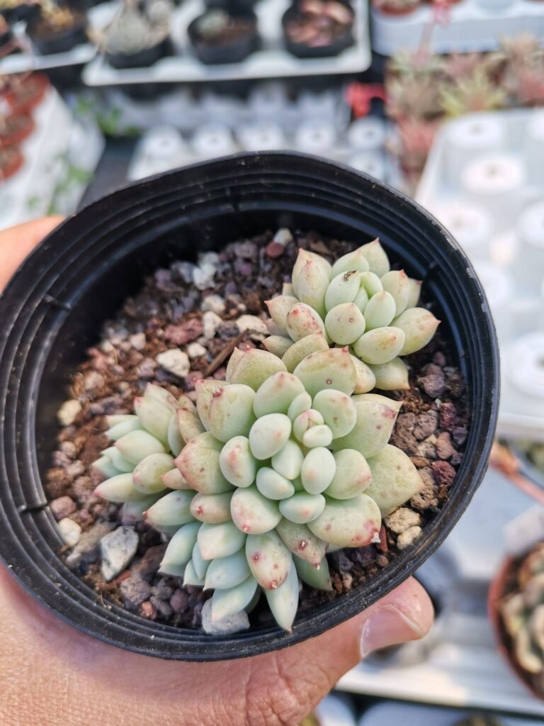 Pachyveria Crown Ball Korean accestita