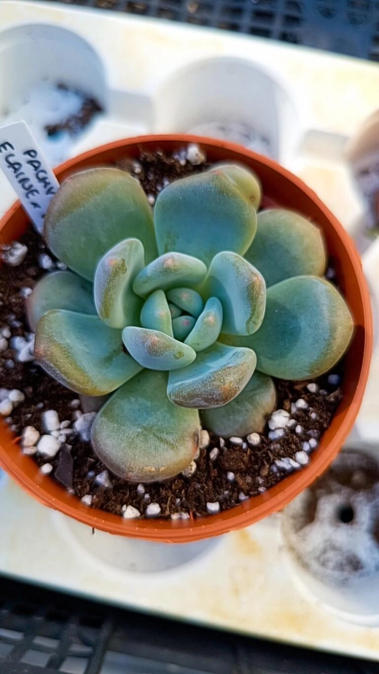 Pachyveria elaine x monroe