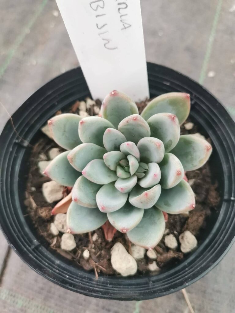 Pachyveria Hanabijin