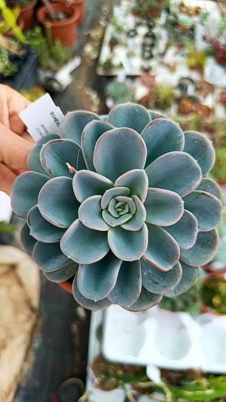 Pachyveria Orpet