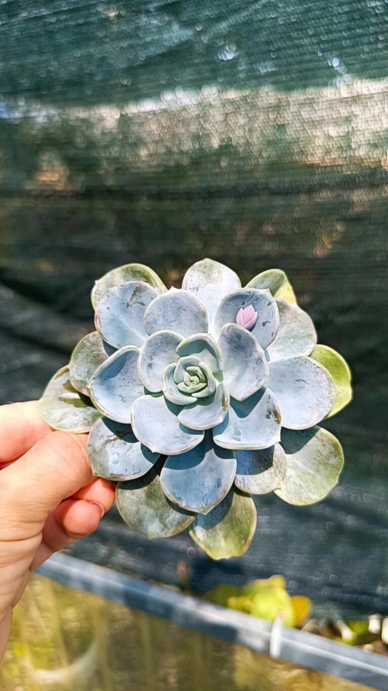 Pachyveria Orpet