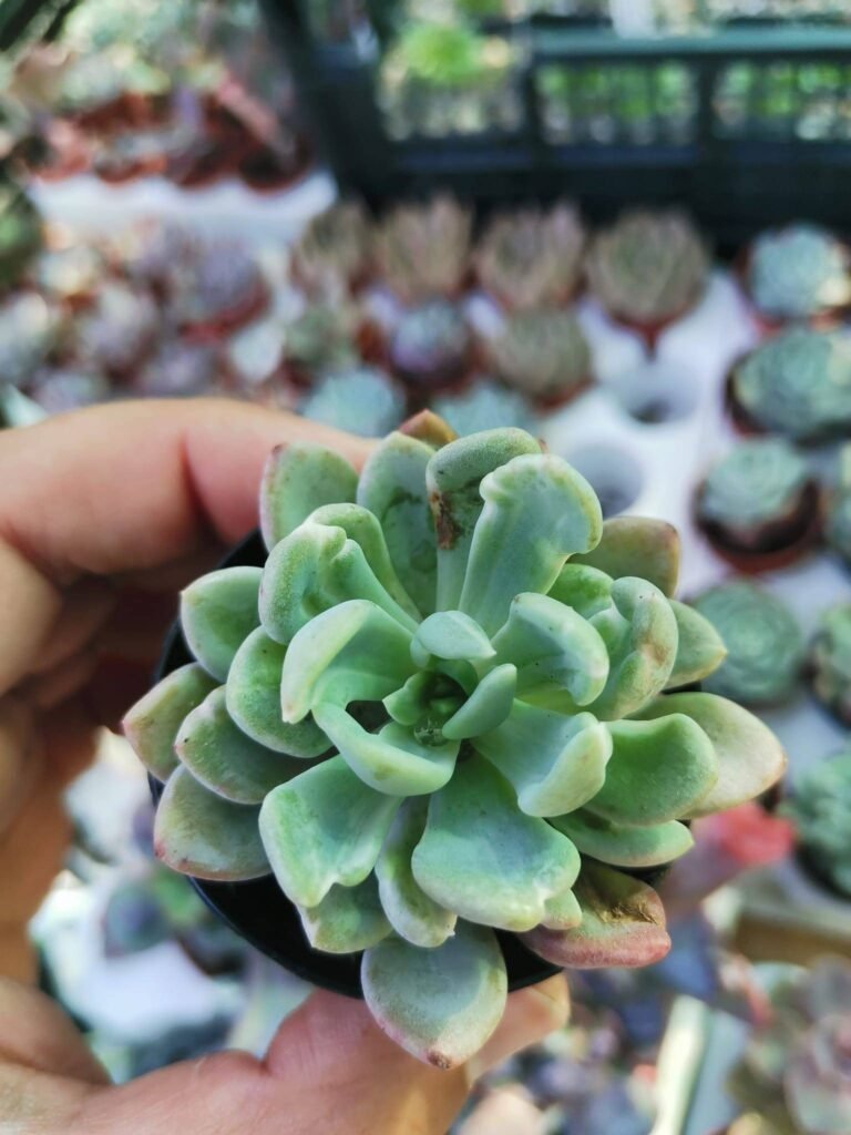Pachyveria Scheideckeri