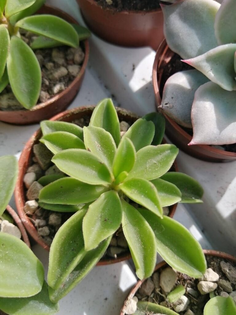 Peperomia Dolabriformis