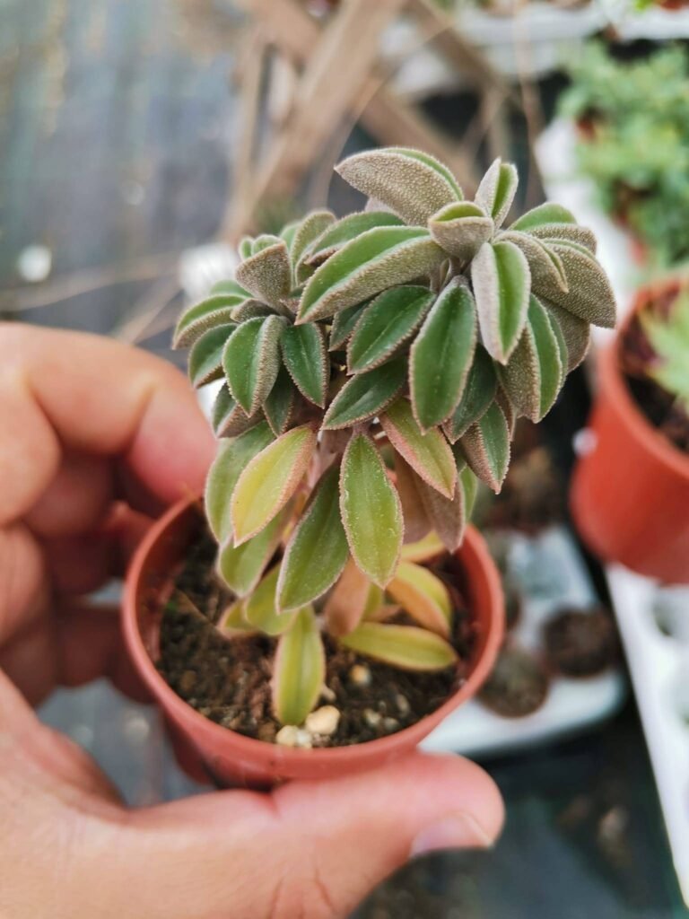 Peperomia Dolabriformis v. Glaucescens