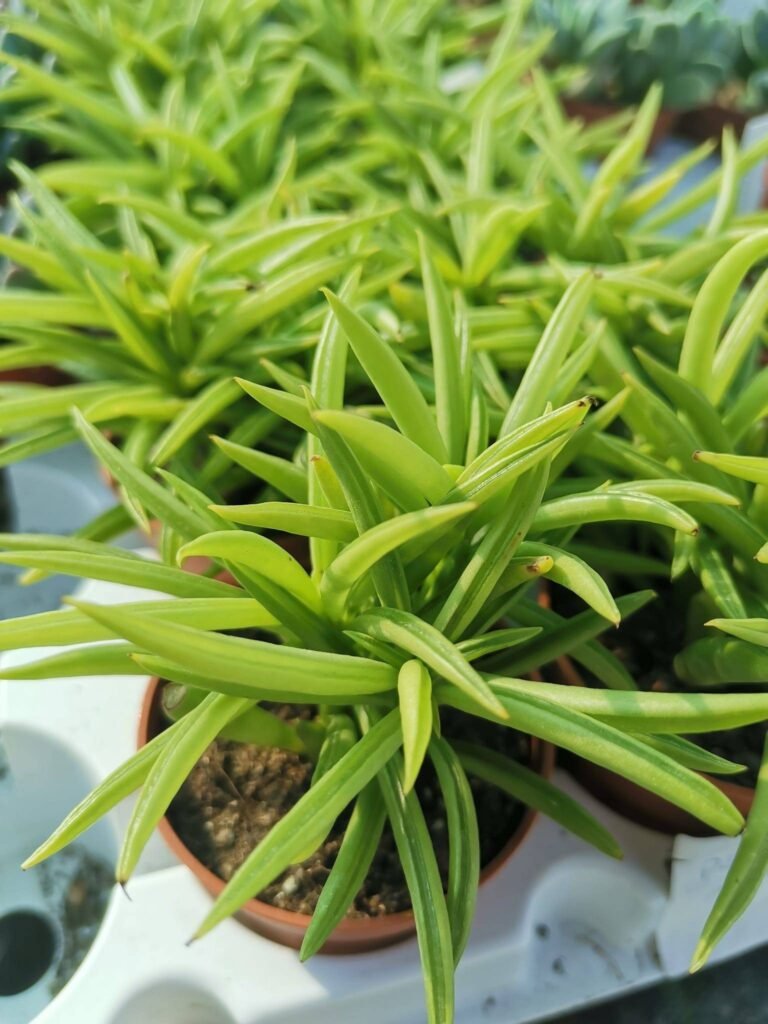 Peperomia Ferreyrae