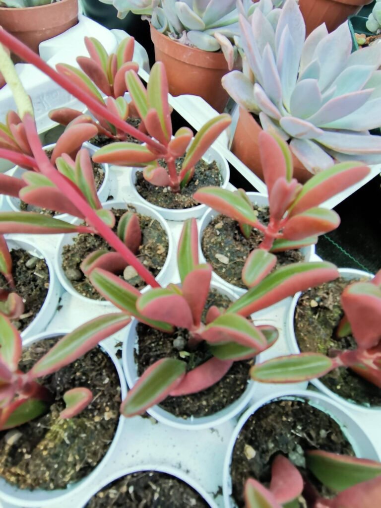 Peperomia Graveolens