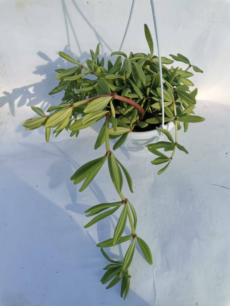Peperomia Kimnachii