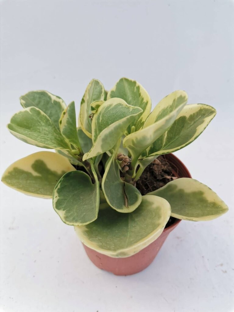 Peperomia Obtusifolia Variegata