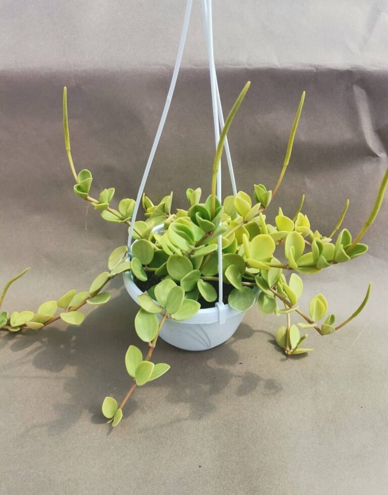 Peperomia Rotundifolia