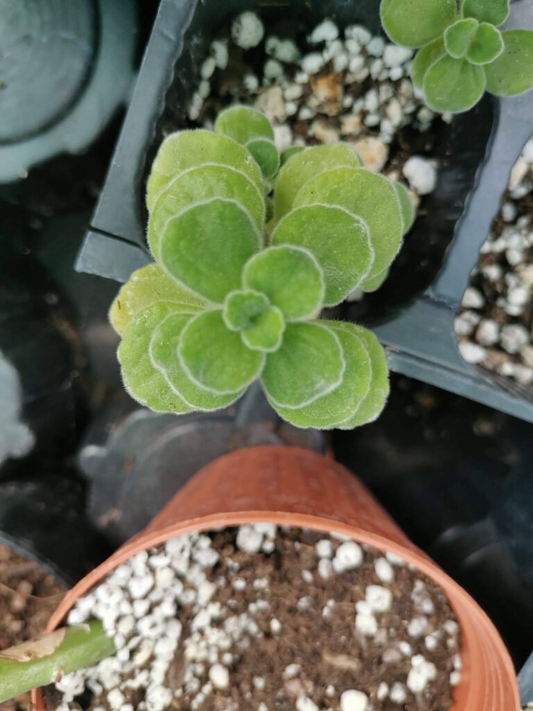 Plectranthus Coleidos
