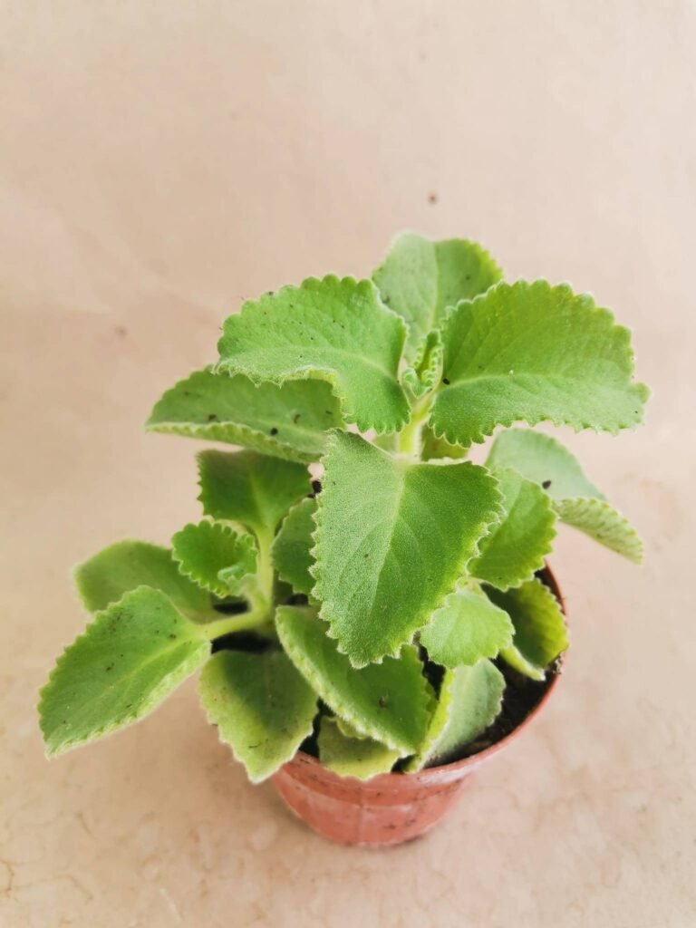 Plectranthus Coleidos