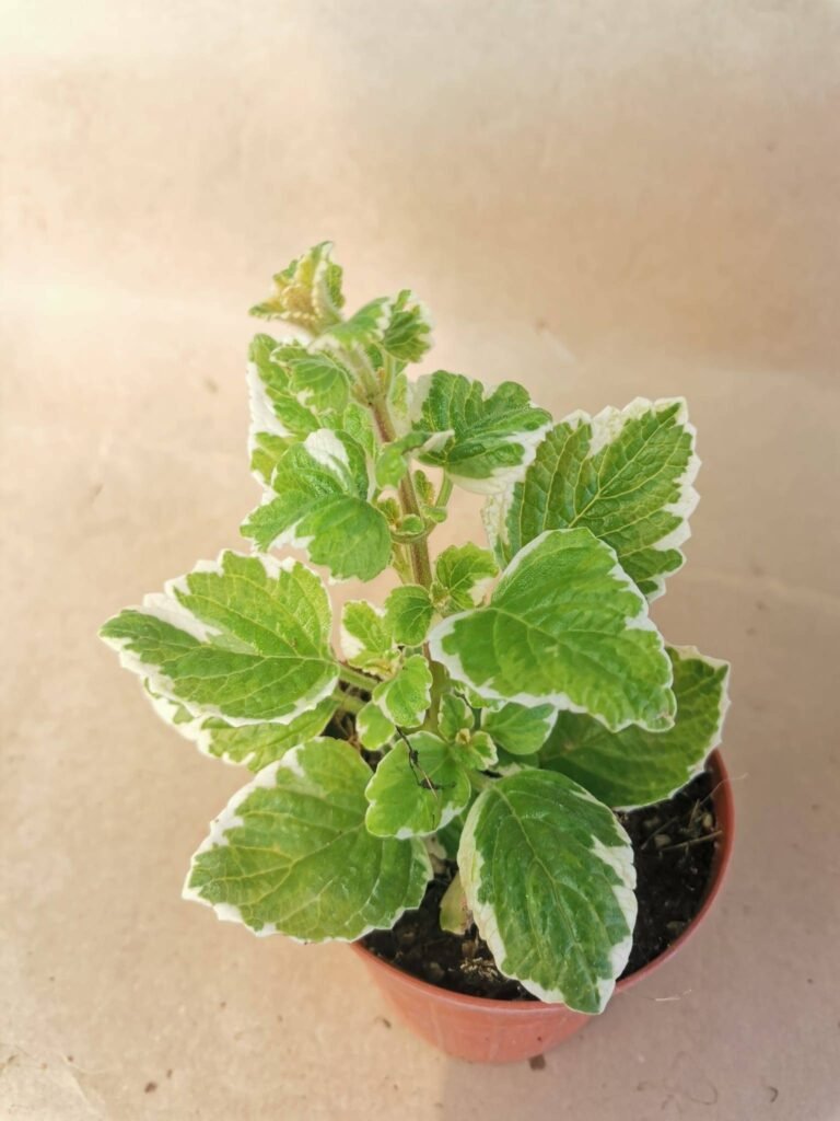 Plectranthus Madagascariensis Variegata