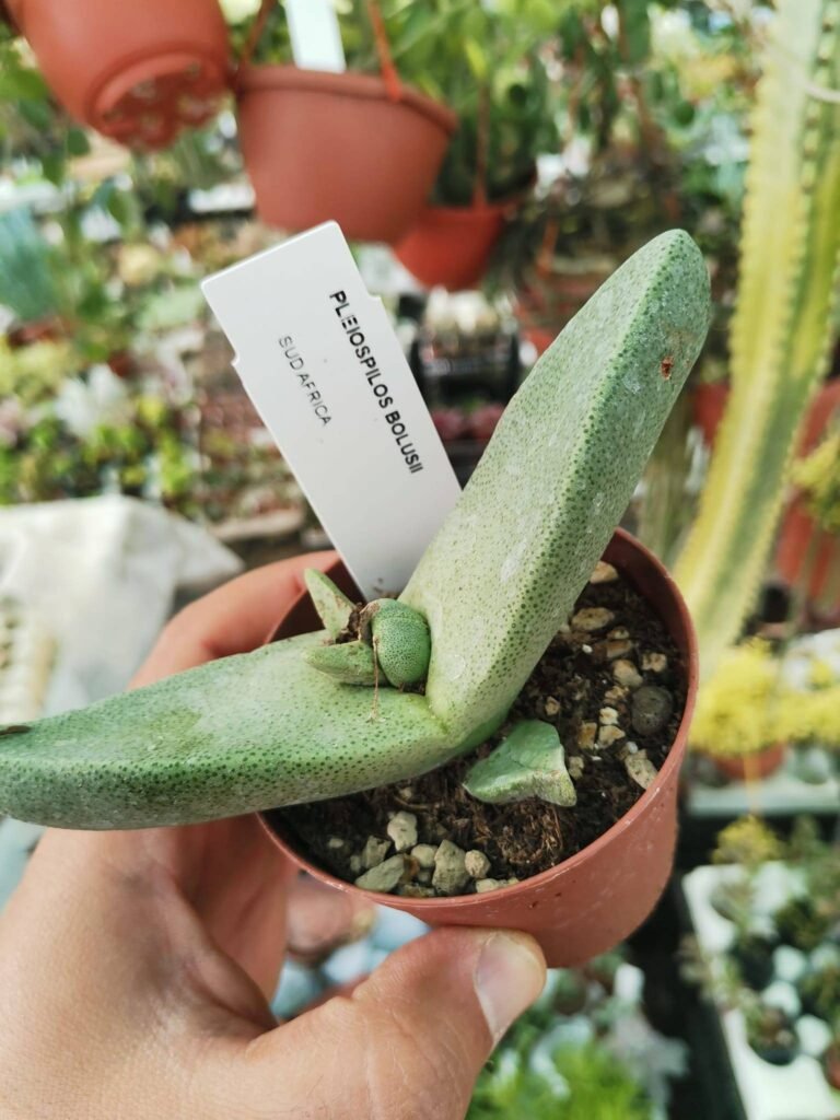 Pleiospilos Bolusii