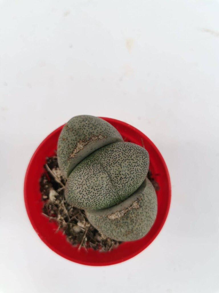 Pleiospilos Nelii