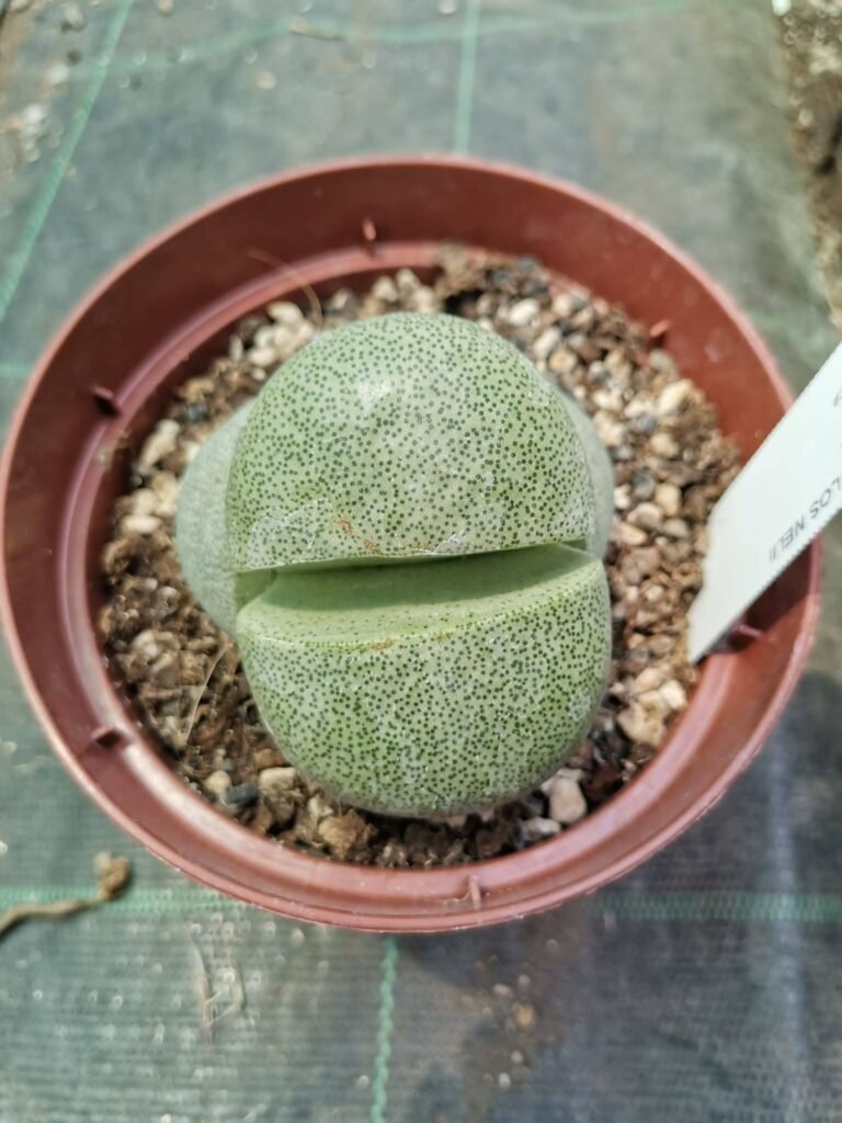 Pleiospilos Nelii Big Head