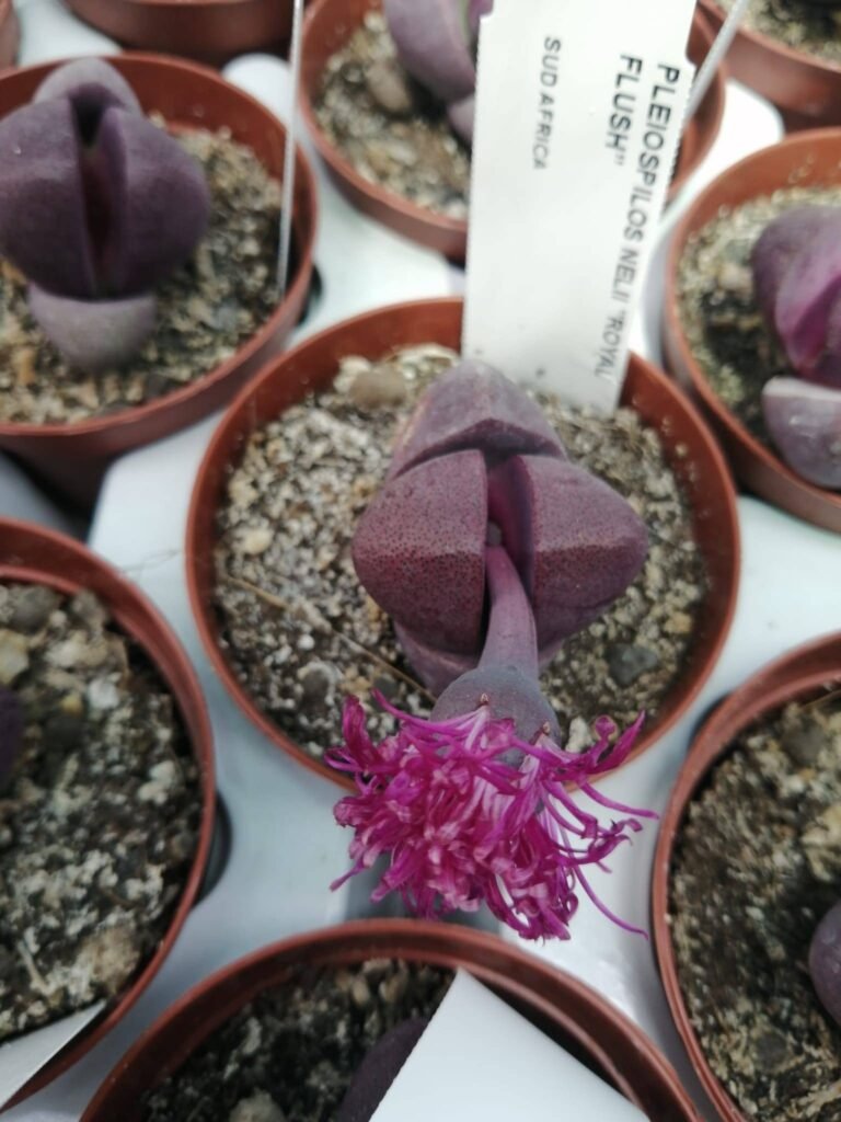 Pleiospilos Nelii cv Royal Flush
