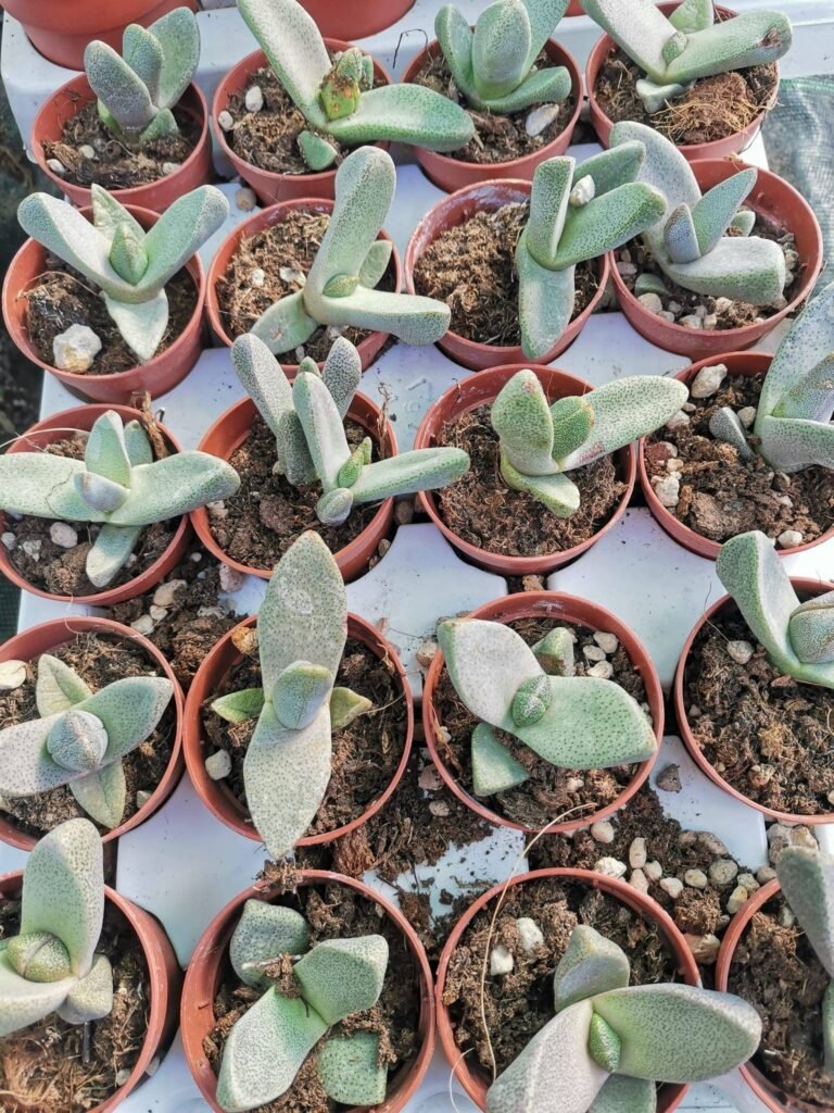 Pleiospilos bolusii